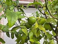 Citroenboom - citrus limon - vrucht- / fruitboom - hoogte ca. 250 cm - afbeelding 3 van  3