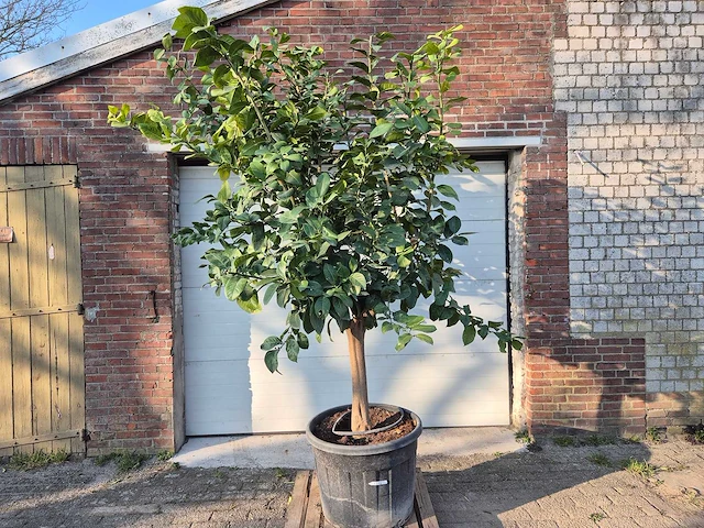 Citroenboom - citrus limon - vrucht- / fruitboom - hoogte ca. 270 cm - afbeelding 1 van  6