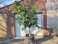Citroenboom - citrus limon - vrucht- / fruitboom - hoogte ca. 270 cm - afbeelding 1 van  6