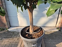 Citroenboom - citrus limon - vrucht- / fruitboom - hoogte ca. 270 cm - afbeelding 3 van  6