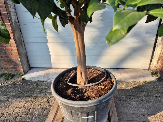 Citroenboom - citrus limon - vrucht- / fruitboom - hoogte ca. 270 cm - afbeelding 4 van  6