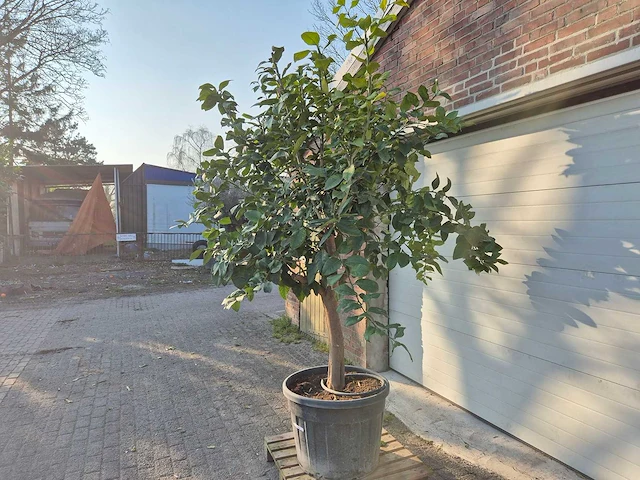 Citroenboom - citrus limon - vrucht- / fruitboom - hoogte ca. 270 cm - afbeelding 5 van  6