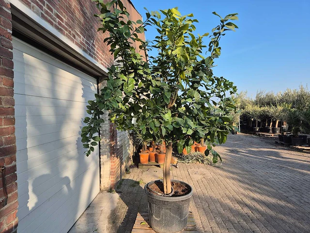 Citroenboom - citrus limon - vrucht- / fruitboom - hoogte ca. 270 cm - afbeelding 6 van  6