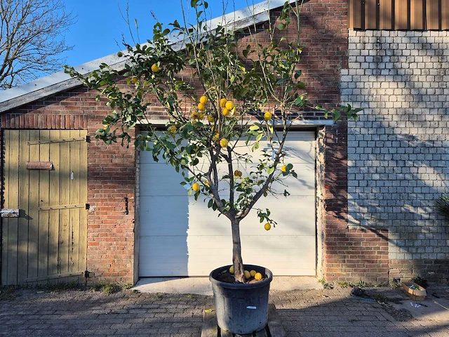 Citroenboom - citrus limon - vrucht- / fruitboom - hoogte ca. 300 cm - afbeelding 1 van  4