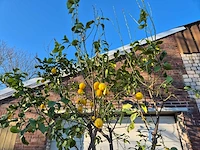 Citroenboom - citrus limon - vrucht- / fruitboom - hoogte ca. 300 cm - afbeelding 2 van  4