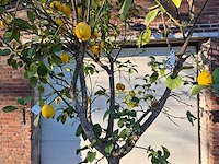Citroenboom - citrus limon - vrucht- / fruitboom - hoogte ca. 300 cm - afbeelding 3 van  4