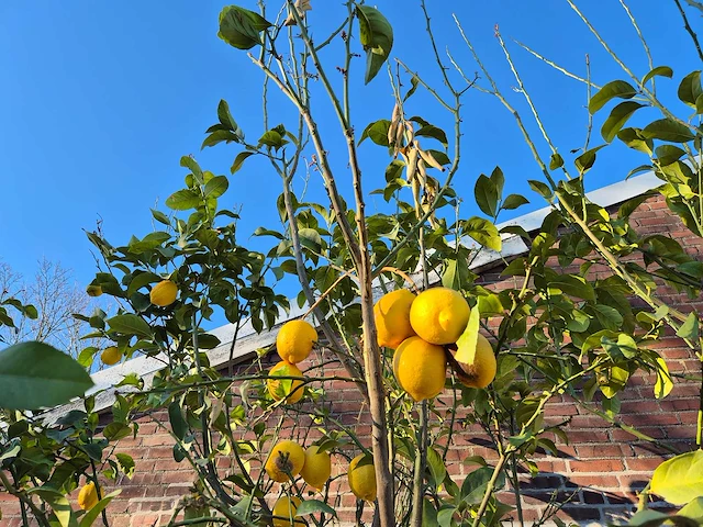 Citroenboom - citrus limon - vrucht- / fruitboom - hoogte ca. 300 cm - afbeelding 4 van  4