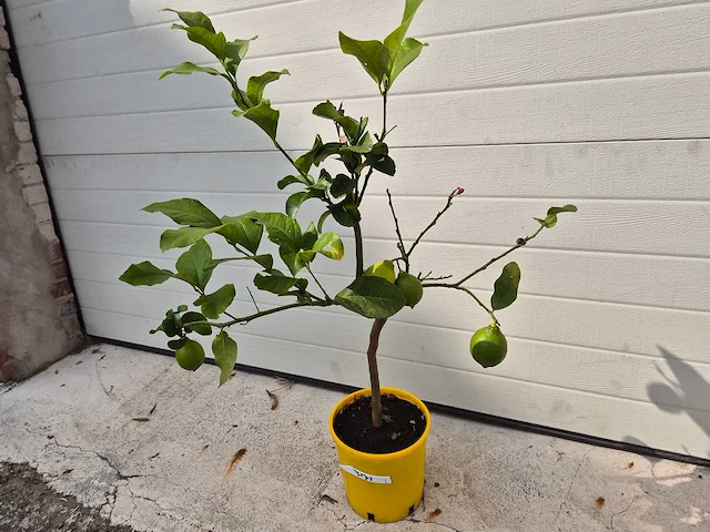 Citroenboom - citrus limon - vrucht- / fruitboom - hoogte ca. 60 cm - afbeelding 1 van  3