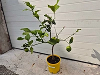 Citroenboom - citrus limon - vrucht- / fruitboom - hoogte ca. 60 cm - afbeelding 1 van  3