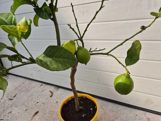 Citroenboom - citrus limon - vrucht- / fruitboom - hoogte ca. 60 cm - afbeelding 2 van  3