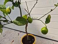 Citroenboom - citrus limon - vrucht- / fruitboom - hoogte ca. 60 cm - afbeelding 2 van  3
