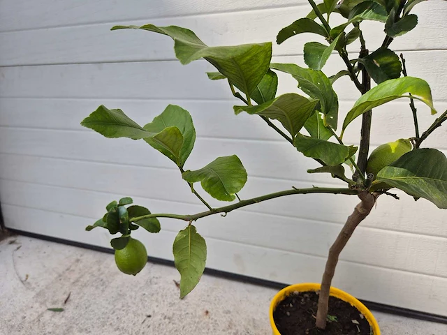 Citroenboom - citrus limon - vrucht- / fruitboom - hoogte ca. 60 cm - afbeelding 3 van  3