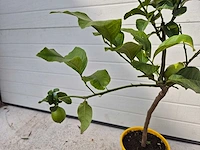 Citroenboom - citrus limon - vrucht- / fruitboom - hoogte ca. 60 cm - afbeelding 3 van  3