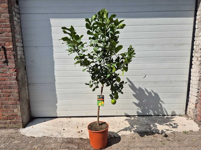 Citroenboom - vrucht- / fruitboom - citrus limon - hoogte ca. 160cm - afbeelding 1 van  3