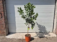 Citroenboom - vrucht- / fruitboom - citrus limon - hoogte ca. 160cm - afbeelding 1 van  3