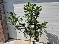 Citroenboom - vrucht- / fruitboom - citrus limon - hoogte ca. 160cm - afbeelding 2 van  3