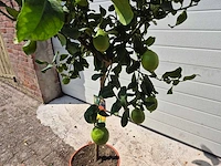 Citroenboom - vrucht- / fruitboom - citrus limon - hoogte ca. 160cm - afbeelding 3 van  3