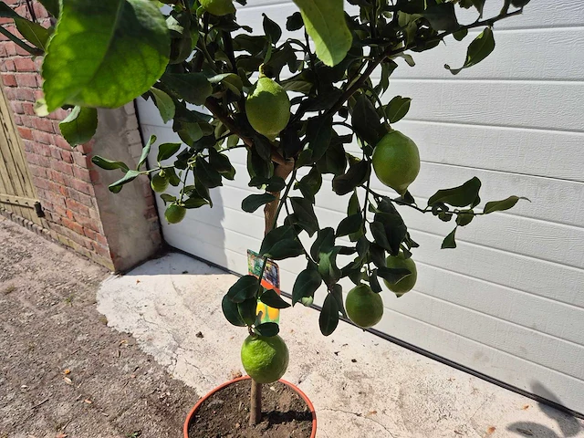 Citroenboom - vrucht- / fruitboom - citrus limon - hoogte ca. 160cm - afbeelding 3 van  3