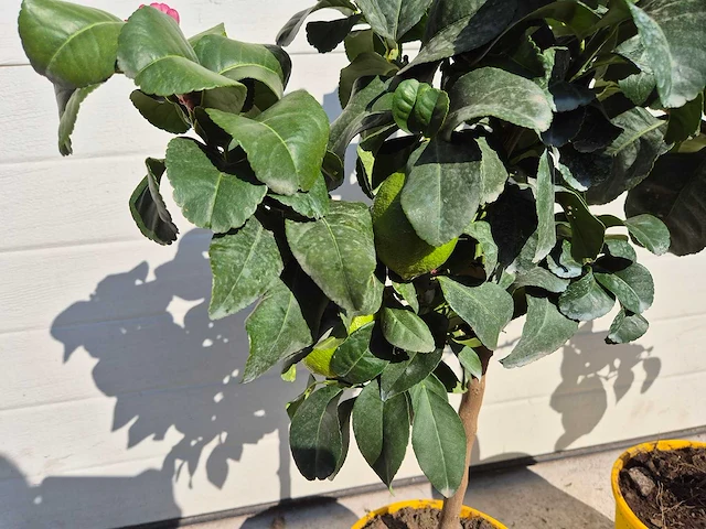 Citroenboom - vrucht- / fruitboom - citrus limon - hoogte ca. 60cm (2x) - afbeelding 4 van  5