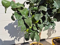 Citroenboom - vrucht- / fruitboom - citrus limon - hoogte ca. 60cm (2x) - afbeelding 4 van  5