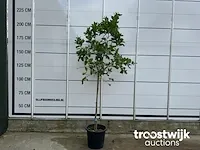 Citrus limon - afbeelding 1 van  4
