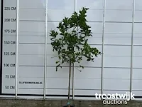 Citrus limon - afbeelding 2 van  4
