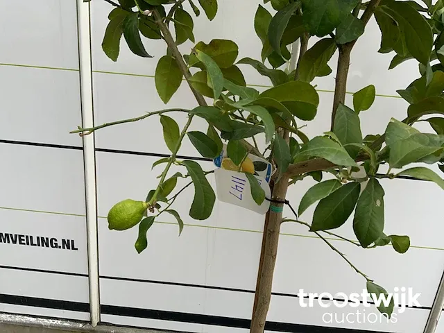 Citrus limon - afbeelding 3 van  4