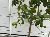 Citrus limon - afbeelding 3 van  4