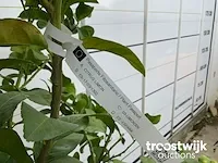 Citrus limon - afbeelding 4 van  4