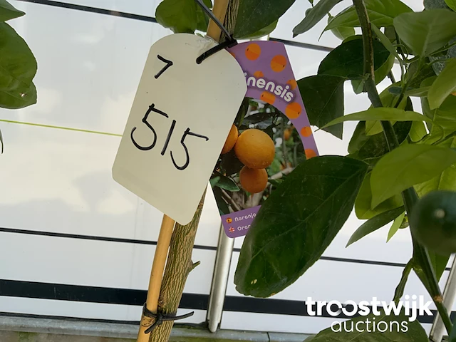 Citrus sinensis - sinaasappelboom - afbeelding 4 van  5
