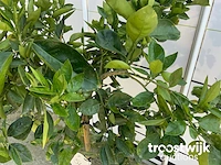Citrus sinensis - sinaasappelboom - afbeelding 5 van  6