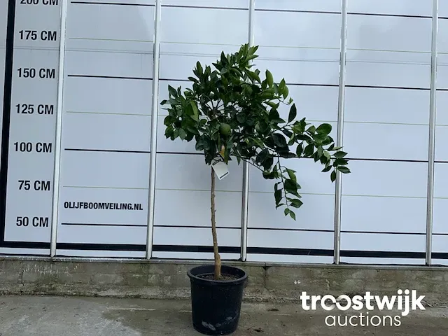 Citrus sinensis - afbeelding 1 van  4