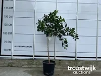 Citrus sinensis - afbeelding 1 van  4