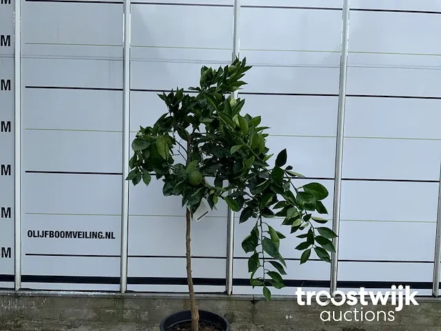 Citrus sinensis - afbeelding 2 van  4