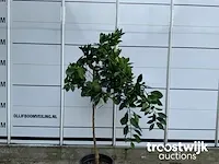 Citrus sinensis - afbeelding 2 van  4