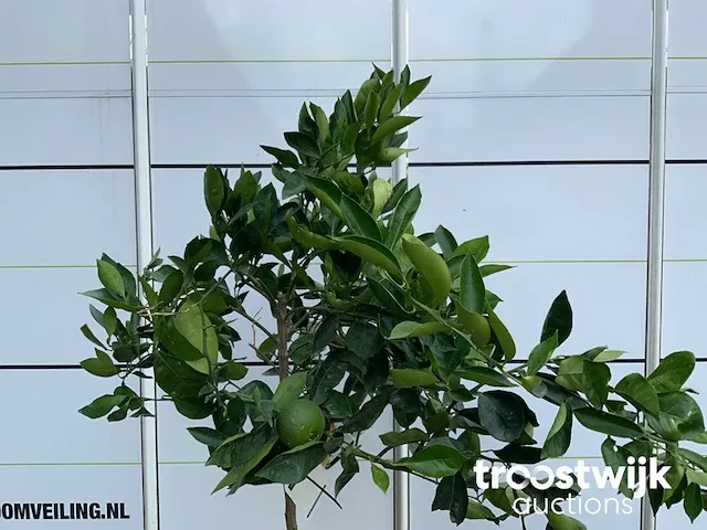 Citrus sinensis - afbeelding 3 van  4