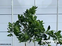 Citrus sinensis - afbeelding 3 van  4