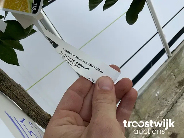 Citrus sinensis - afbeelding 4 van  4