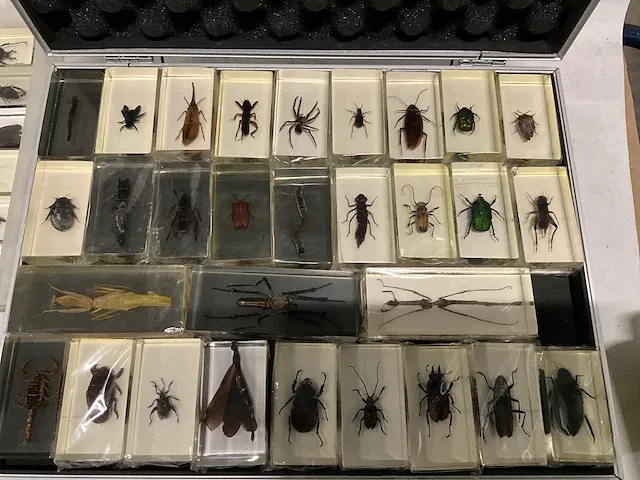 Collectie insecten (21 soorten) incl. verzamelcase circa (4500x) - afbeelding 1 van  6