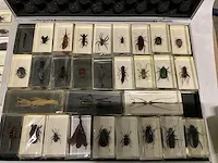 Collectie insecten (21 soorten) incl. verzamelcase circa (4500x) - afbeelding 1 van  6
