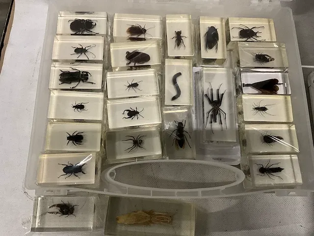 Collectie insecten (21 soorten) incl. verzamelcase circa (4500x) - afbeelding 2 van  6
