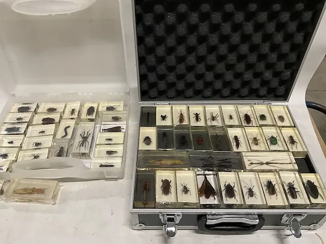 Collectie insecten (21 soorten) incl. verzamelcase circa (4500x) - afbeelding 3 van  6