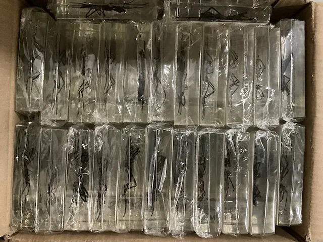 Collectie insecten (21 soorten) incl. verzamelcase circa (4500x) - afbeelding 6 van  6