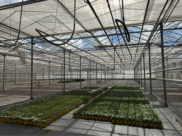 Compleet tuinbouw bedrijf met installaties (12.411 m2) - afbeelding 5 van  59