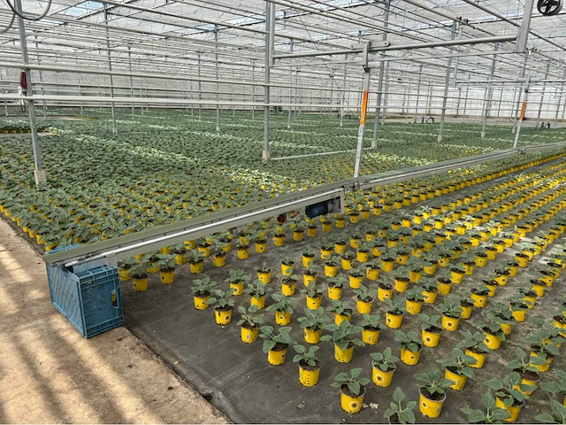 Compleet tuinbouw bedrijf met installaties (12.411 m2) - afbeelding 8 van  59