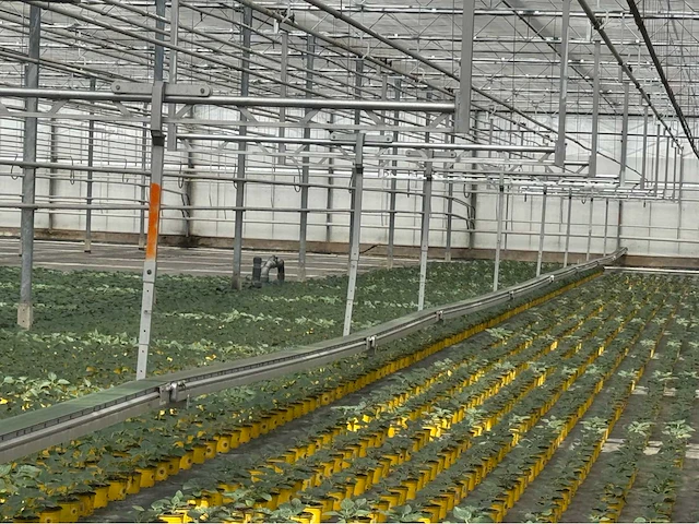 Compleet tuinbouw bedrijf met installaties (12.411 m2) - afbeelding 10 van  59