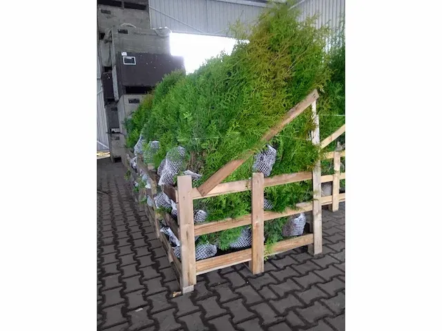 Conifeer thuja brabant 140-160 cm (50x) - afbeelding 1 van  1