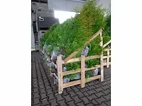 Conifeer thuja brabant 140-160 cm (50x) - afbeelding 1 van  1