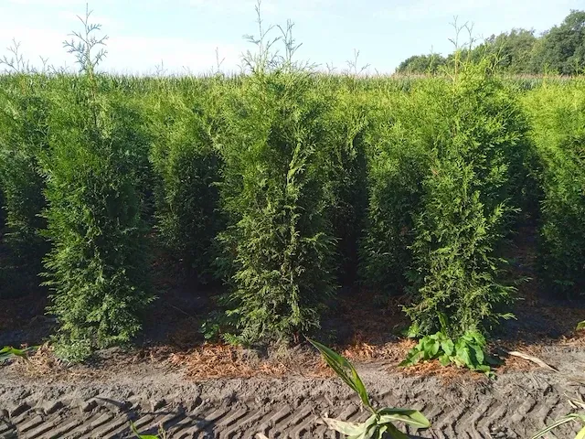 Conifeer thuja brabant 200-225 cm (20x) - afbeelding 1 van  1