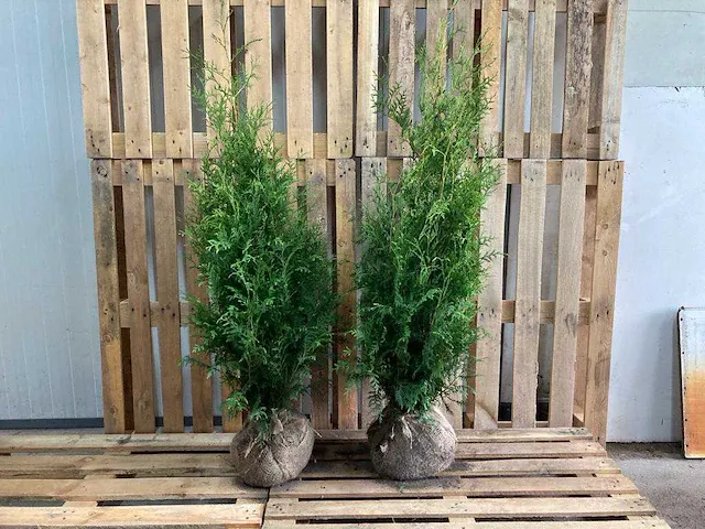 Conifeer thuja brabant 80-100 cm (100x) - afbeelding 1 van  1